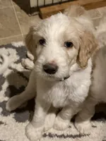 Max, a male Goldendoodle for sale in Cherry Creek, NY – 3 of 9