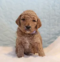 Honey, a female Goldendoodle for sale in Cherry Creek, NY – 4 of 5
