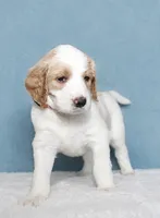 Luffy , a male Goldendoodle for sale in Cherry Creek, NY – 3 of 5
