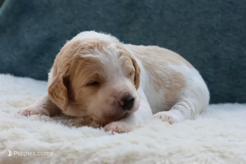 Winnie  – Goldendoodle puppy for sale in Cherry Creek, NY