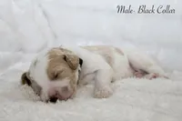 Cash, a male Goldendoodle for sale in Cherry Creek, NY – 4 of 4