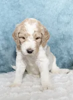 Finn, a male Goldendoodle for sale in Cherry Creek, NY – 3 of 5