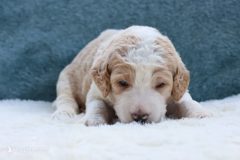 Cooper  – Goldendoodle puppy for sale in Cherry Creek, NY