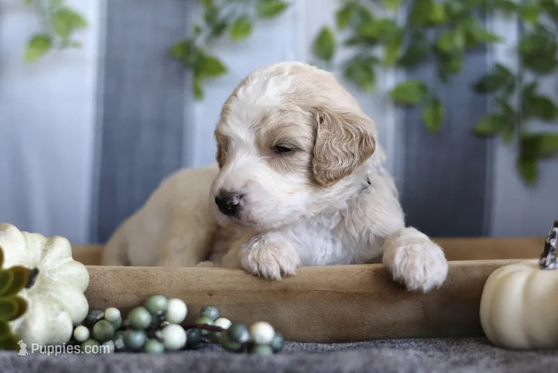 Lucky  – Goldendoodle puppy for sale in Cherry Creek, NY