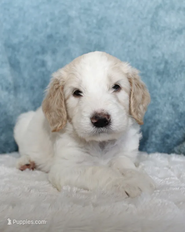 Max – Goldendoodle puppy for sale in Cherry Creek, NY