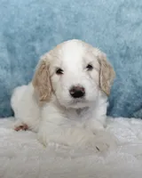 Max, a male Goldendoodle for sale in Cherry Creek, NY – 1 of 6