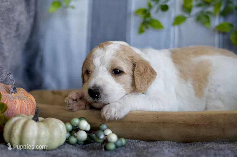 Winnie  – Goldendoodle puppy for sale in Cherry Creek, NY