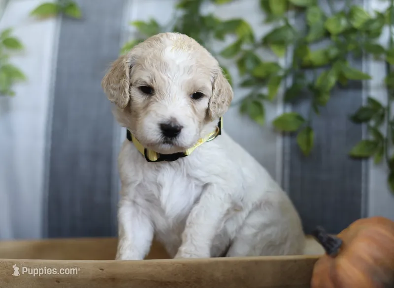 Lady  – Goldendoodle puppy for sale in Cherry Creek, NY