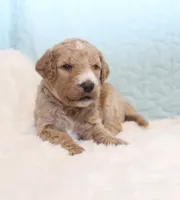 Shay, a female Goldendoodle for sale in Cherry Creek, NY – 4 of 5