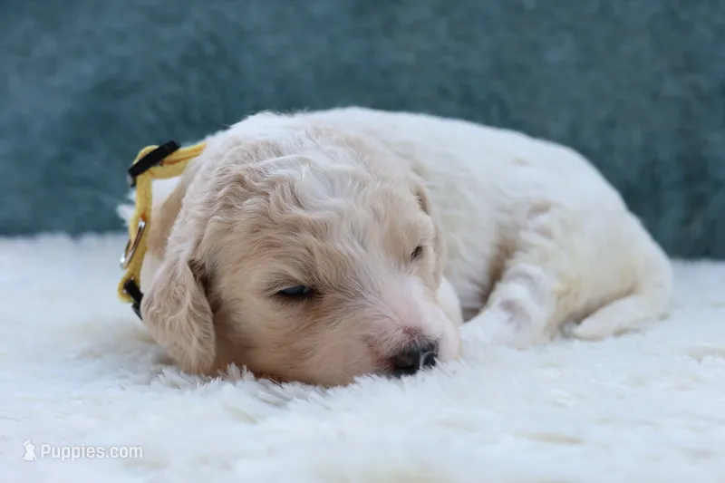 Lady  – Goldendoodle puppy for sale in Cherry Creek, NY