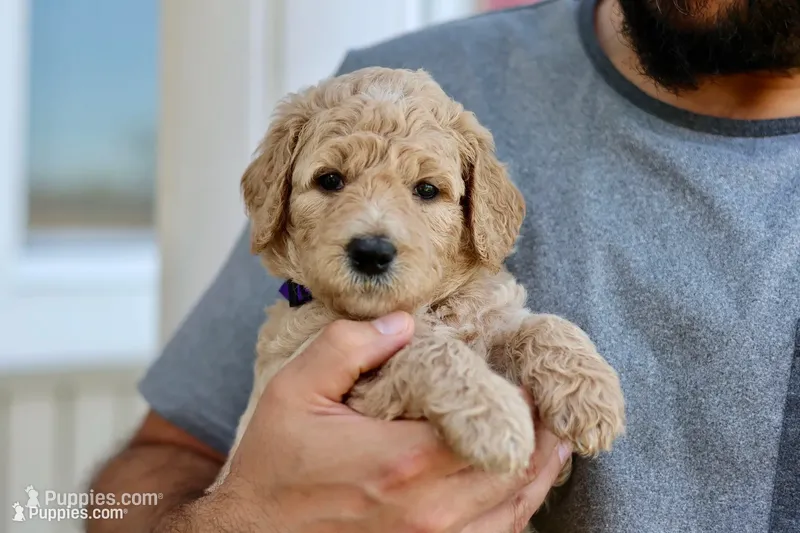 Nova – Goldendoodle puppy for sale in Cherry Creek, NY