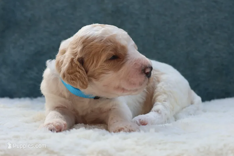 Scout  – Goldendoodle puppy for sale in Cherry Creek, NY