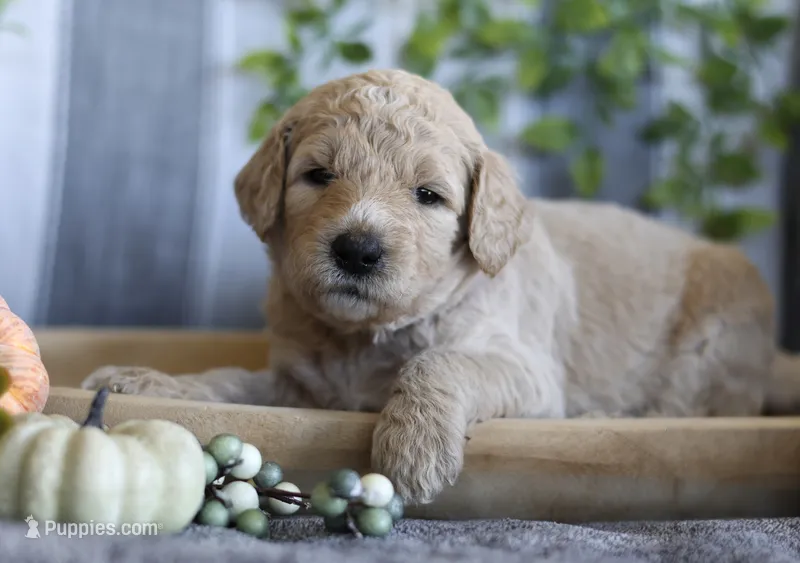Nova – Goldendoodle puppy for sale in Cherry Creek, NY
