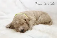 Shay, a female Goldendoodle for sale in Cherry Creek, NY – 5 of 5