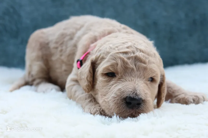Annie  – Goldendoodle puppy for sale in Cherry Creek, NY