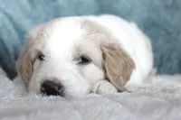 Max, a male Goldendoodle for sale in Cherry Creek, NY – 4 of 6