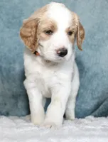 Luffy , a male Goldendoodle for sale in Cherry Creek, NY – 2 of 5
