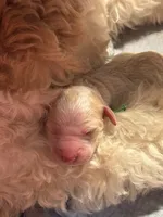 Winnie , a female Goldendoodle for sale in Cherry Creek, NY – 2 of 2