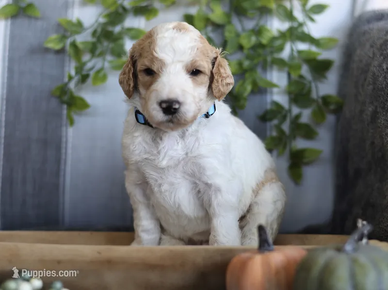 Scout  – Goldendoodle puppy for sale in Cherry Creek, NY