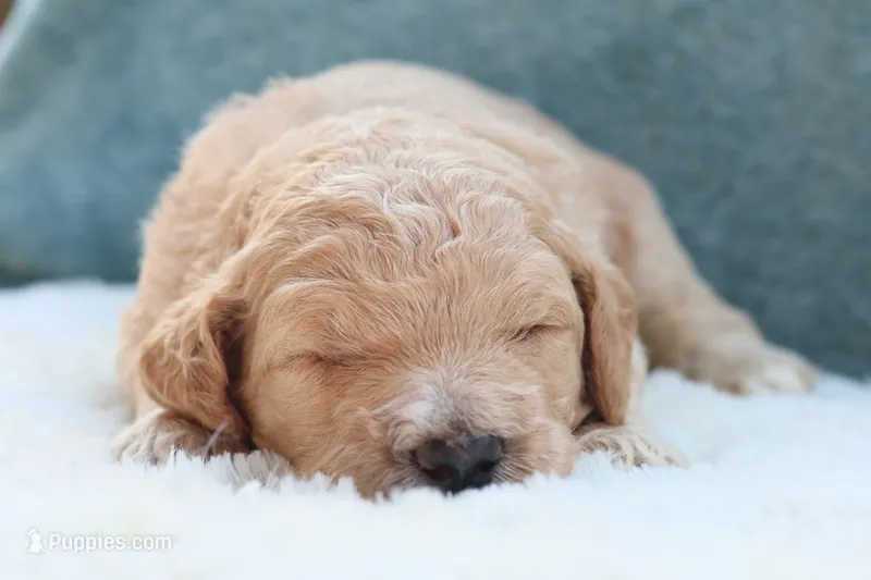 Charlie  – Goldendoodle puppy for sale in Cherry Creek, NY