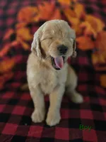 Green collar, a male Goldendoodle for sale in Hillsboro, KY – 2 of 6