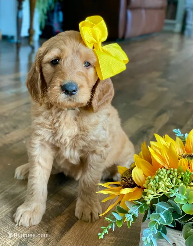 Yellow Collar – Goldendoodle puppy for sale in Hillsboro, KY