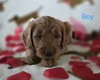 Light blue collar, a male Goldendoodle for sale in Lexington, KY – Photo 2 of 4