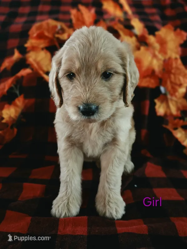 Purple Collar – Goldendoodle puppy for sale in Hillsboro, KY