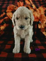 Purple Collar, a female Goldendoodle for sale in Hillsboro, KY – 1 of 5