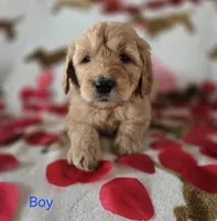 Dark Blue collar, a male Goldendoodle for sale in Lexington, KY – Photo 3 of 4