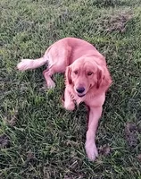 Blue collar, a male Goldendoodle for sale in Hillsboro, KY – 5 of 6