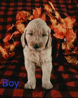 Blue collar, a male Goldendoodle for sale in Hillsboro, KY – 2 of 6