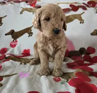 Pink collar, a female Goldendoodle for sale in Lexington, KY – Photo 2 of 4