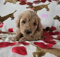 Pink collar, a female Goldendoodle for sale in Lexington, KY – Photo 3 of 4