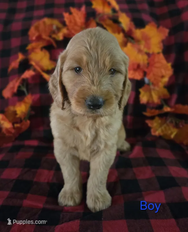 Blue collar – Goldendoodle puppy for sale in Hillsboro, KY