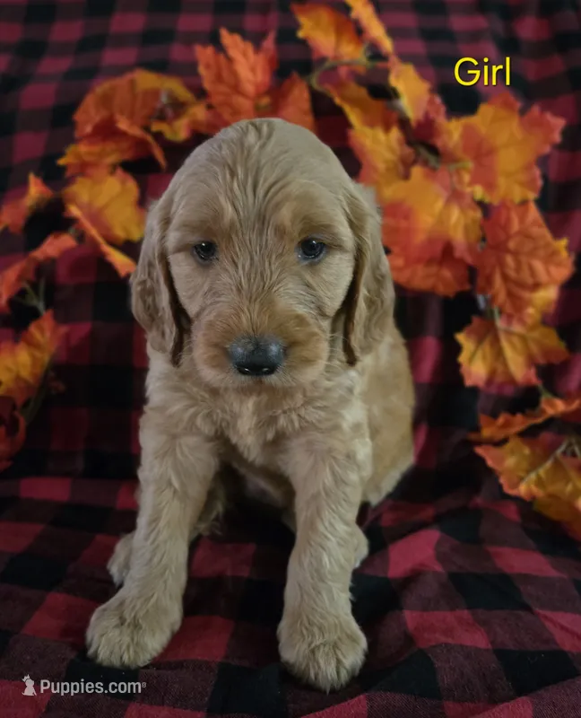 Yellow Collar – Goldendoodle puppy for sale in Hillsboro, KY