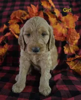 Yellow Collar, a female Goldendoodle for sale in Hillsboro, KY – 1 of 6