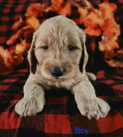 Blue collar, a male Goldendoodle for sale in Hillsboro, KY – 3 of 6