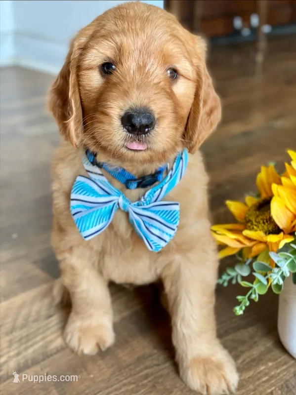 Blue collar – Goldendoodle puppy for sale in Hillsboro, KY