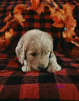 Purple Collar, a female Goldendoodle for sale in Hillsboro, KY – 2 of 5