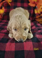 Yellow Collar, a female Goldendoodle for sale in Hillsboro, KY – 3 of 6