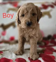 Red collar, a male Goldendoodle for sale in Lexington, KY – Photo 1 of 4