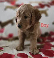 Red collar, a male Goldendoodle for sale in Lexington, KY – Photo 2 of 4