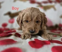 Red collar, a male Goldendoodle for sale in Lexington, KY – Photo 3 of 4