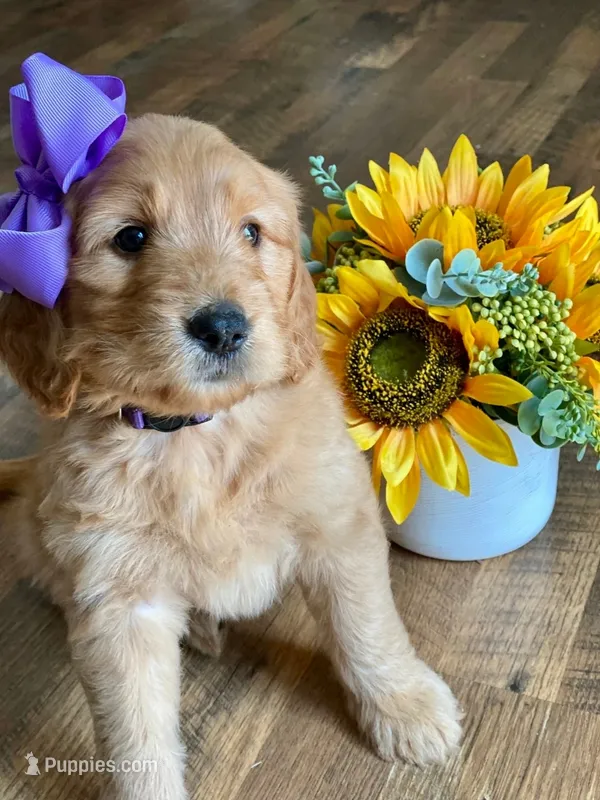 Purple Collar – Goldendoodle puppy for sale in Hillsboro, KY
