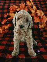 Pink collar, a female Goldendoodle for sale in Hillsboro, KY – 2 of 5