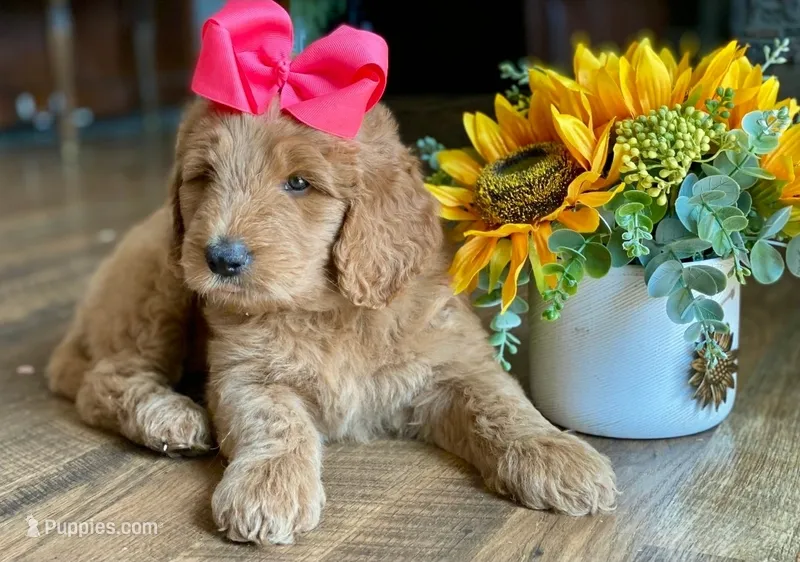 Pink collar – Goldendoodle puppy for sale in Hillsboro, KY