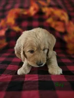 Green collar, a male Goldendoodle for sale in Hillsboro, KY – 3 of 6