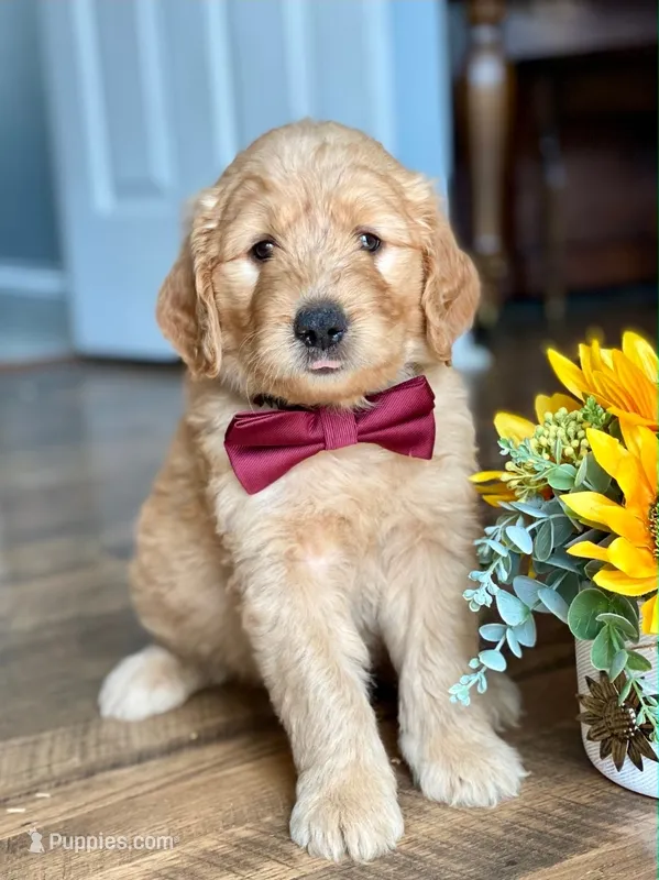 Green collar – Goldendoodle puppy for sale in Hillsboro, KY