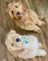 Orange collar, a male Goldendoodle for sale in Lexington, KY – Photo 4 of 4